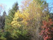 Birch Tree Pic