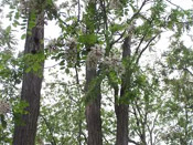 black locust trees