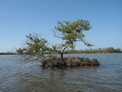 black mangrove tree