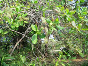 Cashew Tree Picture