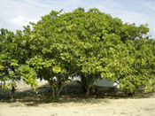 Cashew Brazil Tree