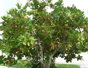 Cashew Tree Nuts