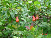 Cashew Tree Photo