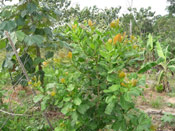 Cashew Tree Image