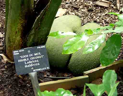 Image result for the seed of the Lodoicea Maldivica (double coconut), is found in Seychelles.