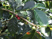 Coffee Tree Image