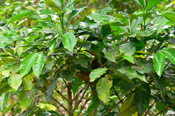 Coffee Tree Leaves