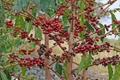 Coffee Tree Picture