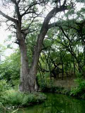 Bald Cypress Tree