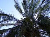 Date Palm Image