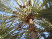 Date Palm Tree Pic