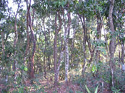 Ebony Tree Forest