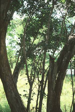 tree indian name Ebony