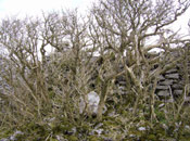 Elderberry Trees Images: Winters Photo of an Elderberry Tree