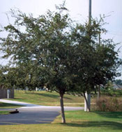 Elm Tree Photograph