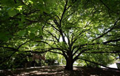 Elm Tree Pic