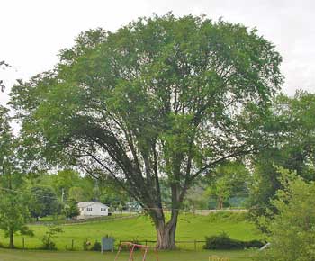 Elm Tree Pictures, Facts on Elm Trees