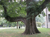 Elm Tree picture
