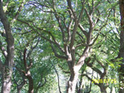 Elm Tree Image