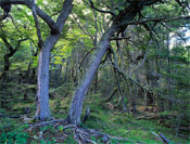 beech tree forest
