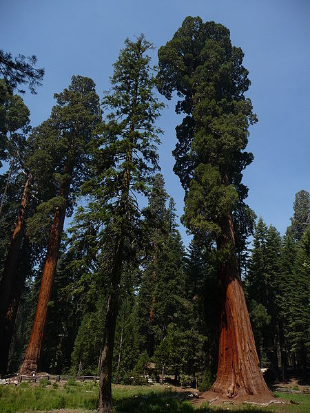 Giant Sequoia Tree Pictures, Information on the Giant Sequoia Tree Species