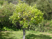 Grapefruit Tree Photo