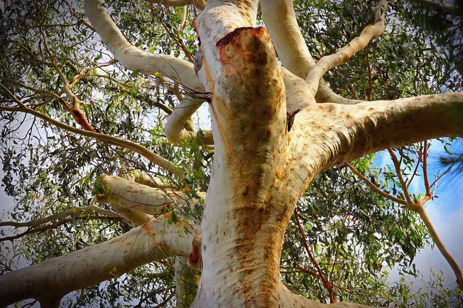 Gum Tree Pictures, and Information on Gum Trees