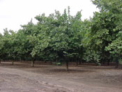 Hazelnut Tree Pictures; Hazelnut Orchard