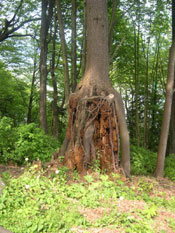 Hemlock Tree Photo