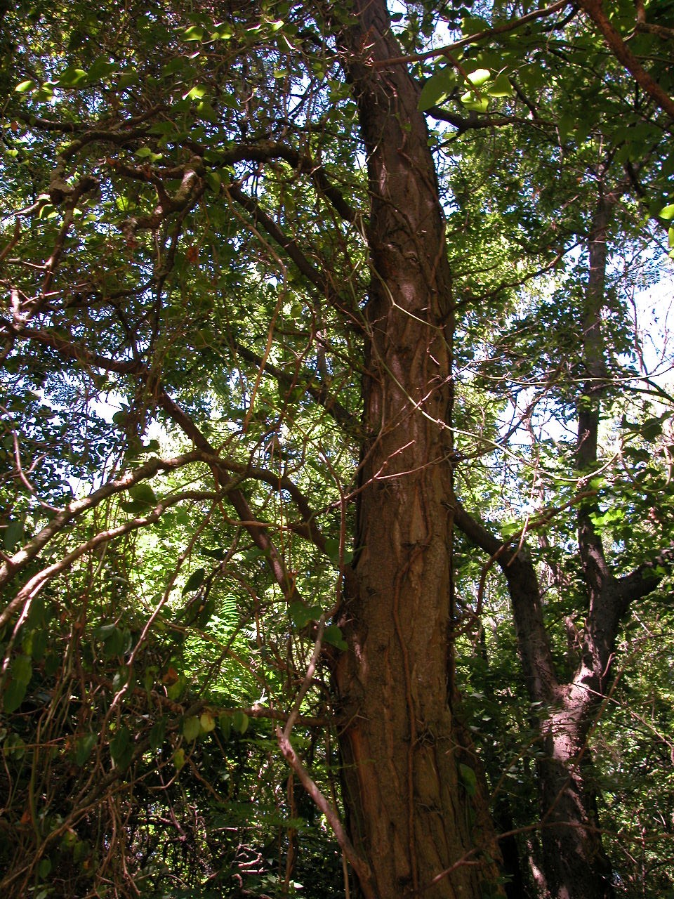 Дерево пала. Дерево Пало де бальса. Бальса в Южной Америке. Дерево бальса в Южной Америке. Эквадор Пало де бальса.