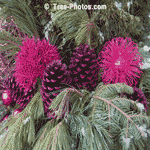 Stunning Christmas Decorative Planter | Christmas+Planter @ Tree-Pictures.com