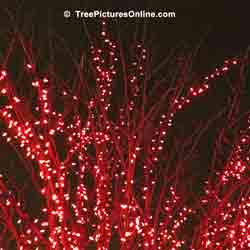 Christmas Tree Lighting - All Red LED Lights