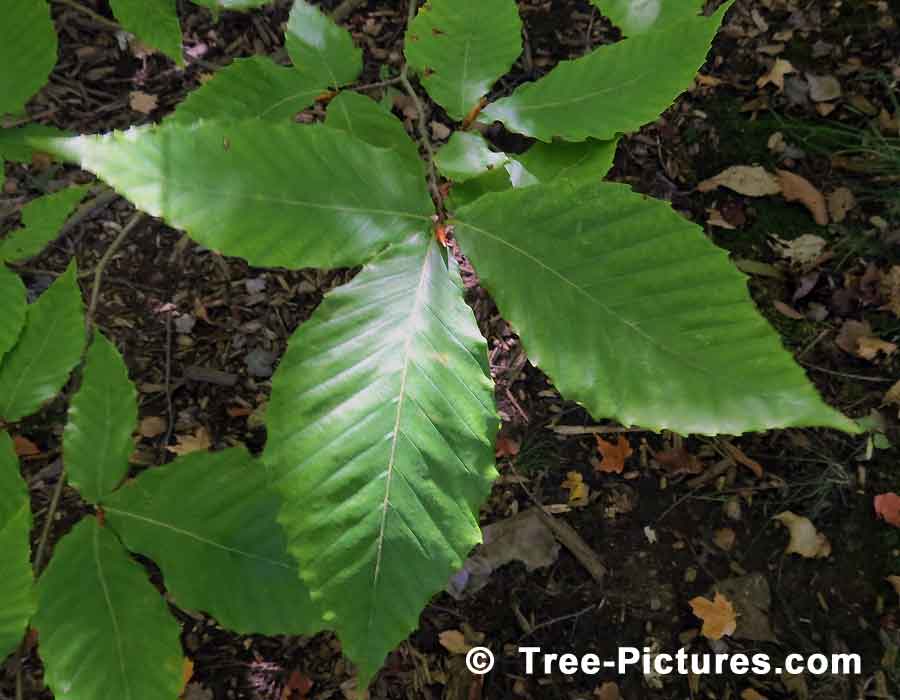 American Beech: New Beech Tree Leaf & Leaves