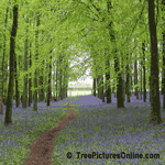 Beech Tree Forest with Blue Bells | Tree+Beech+Forest @ Tree-Pictures.com