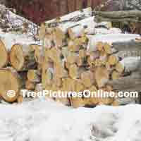 Birch Tree Hardwood Logs