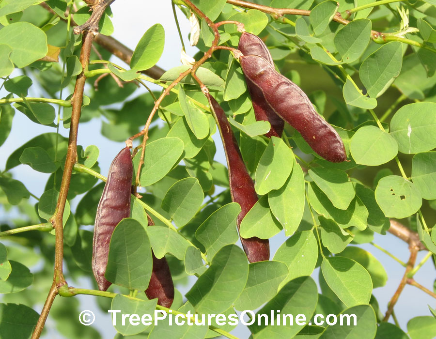 Locust Tree Pictures: Locust Seed Pods & Leaves. 