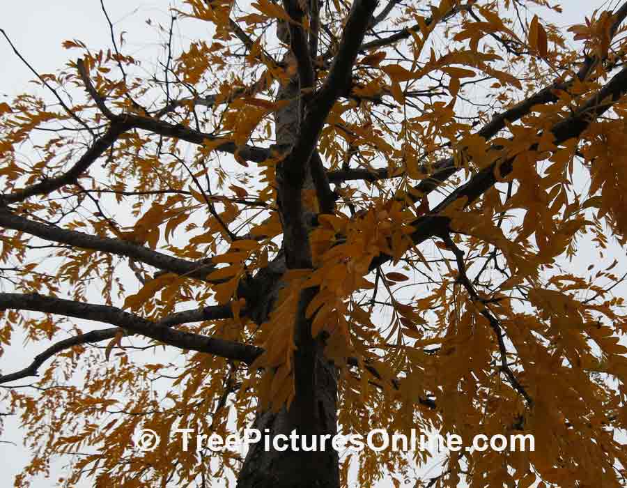 Honey Locust: Autumn Yellow Honey Locust Tree Leaves