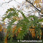 Locust Tree, Honey Locust Leaves | Tree+Locust+Honey+Leaves @ Tree-Pictures.com