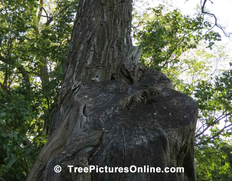 Locust Tree, Picture of Gnarly Locust Tree Bark