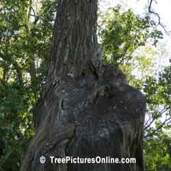 Locust Tree, Leaves, Branches of Locust Trees | Tree:Locust @ TreePicturesOnline.com