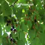 the mulberry tree