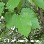 Mulberry Trees: Picture of Red Mulberry Tree's Leaf, Type of Mulberry Tree