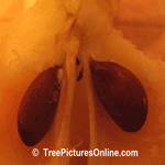 Apple Seed, Close up of 2 Apple Seeds in an Apple Core Image