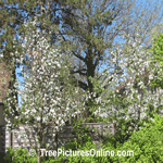 Apple Tree: Blossoms of a Flowering Apple Fruit Tree Picture