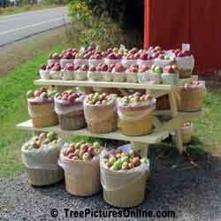 Apples For Sale: Farm Apples on Road Side Display