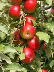 Apple Trees Fruit, Picture of a Red Apple Tree Fruit