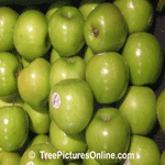 Apple Tree Fruit Picture: Granny Smith Tree Apples, Green Crispy Tart Tasting Apple