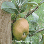 Apple: Picture of a Brown Russit Apple Fruit
