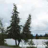 Cedars: Siamese Twins Riverside Cedar Tree Picture | Tree:Cedar @ TreePicturesOnline.com