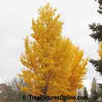 Ginko Tree: Autumn Yellow Ginko Biloba Maidenhair Trees | Tree:Ginko+Leaves+Autumn @ TreePicturesOnline.com